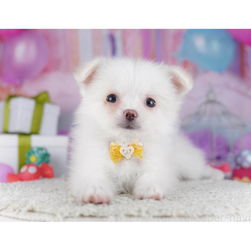 販売中の東京都のポメチワ:ポメラニアン×チワワ-429235の1枚目