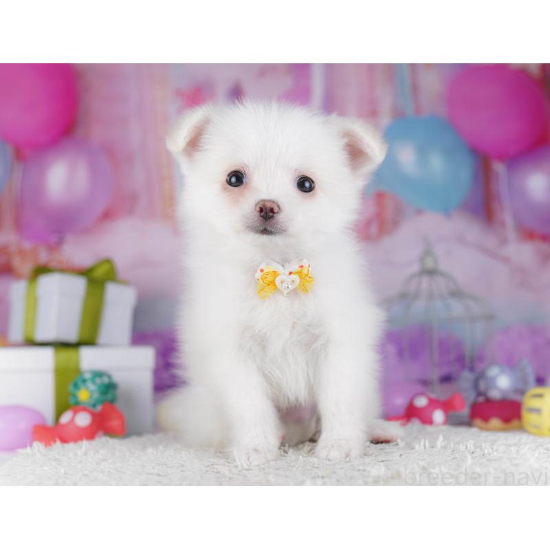 販売中の東京都のポメチワ:ポメラニアン×チワワ-429235の9枚目