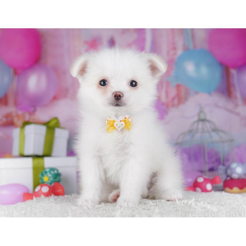 販売中の東京都のポメチワ:ポメラニアン×チワワ-429235の8枚目