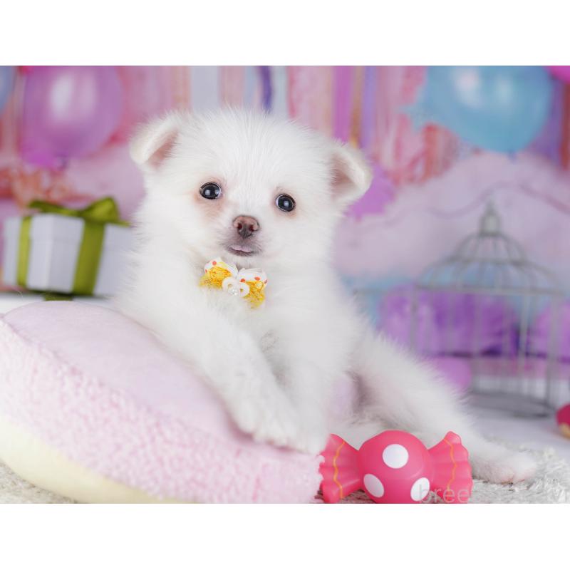 販売中の東京都のポメチワ:ポメラニアン×チワワ-429235の7枚目