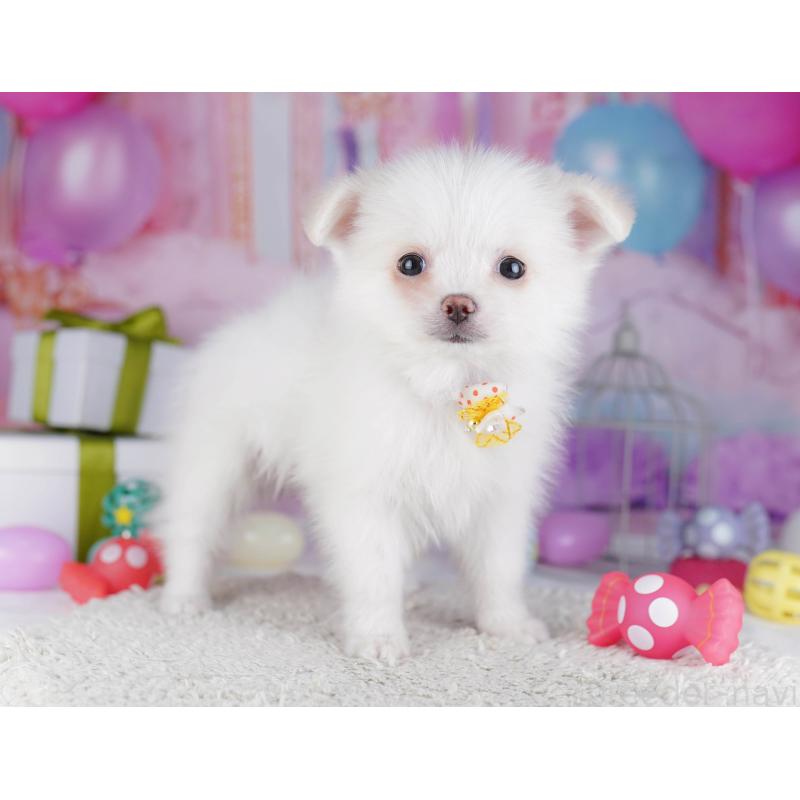 販売中の東京都のポメチワ:ポメラニアン×チワワ-429235の5枚目