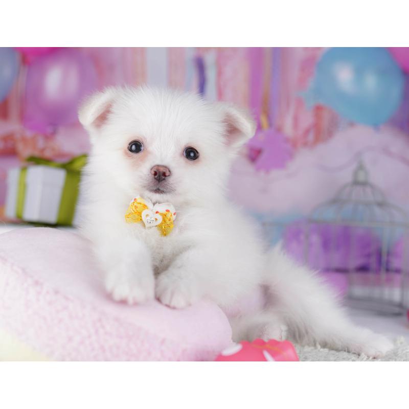 販売中の東京都のポメチワ:ポメラニアン×チワワ-429235の4枚目