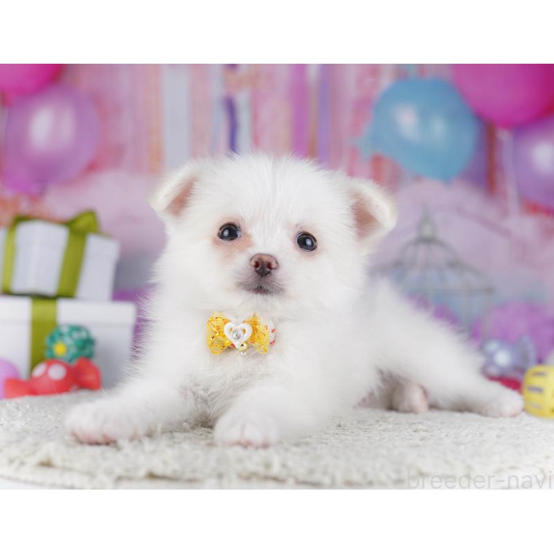 販売中の東京都のポメチワ:ポメラニアン×チワワ-429235の3枚目