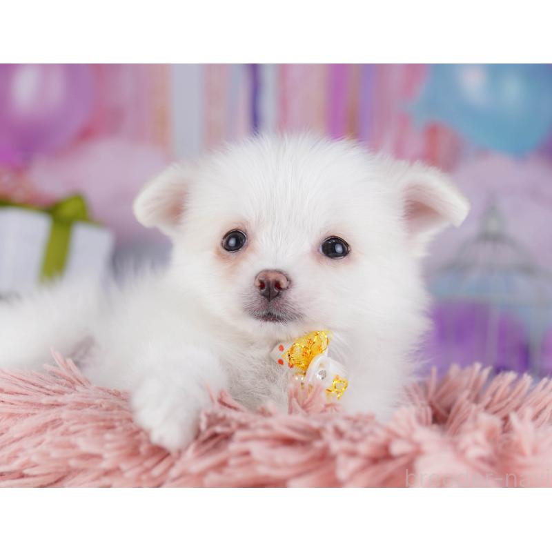 販売中の東京都のポメチワ:ポメラニアン×チワワ-429235の2枚目