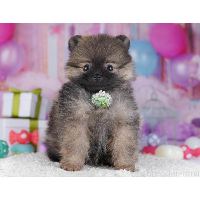 販売中の東京都のポメラニアン-429233