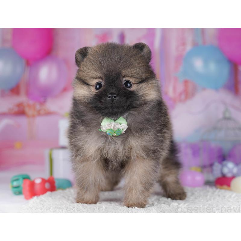 販売中の東京都のポメラニアン-429233の8枚目