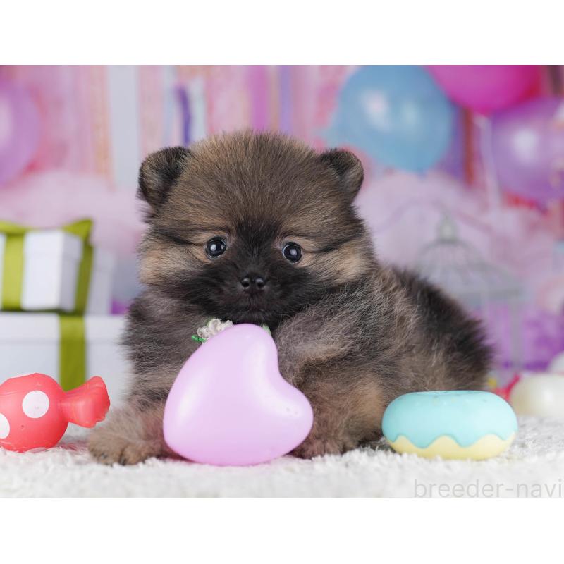 販売中の東京都のポメラニアン-429233の7枚目