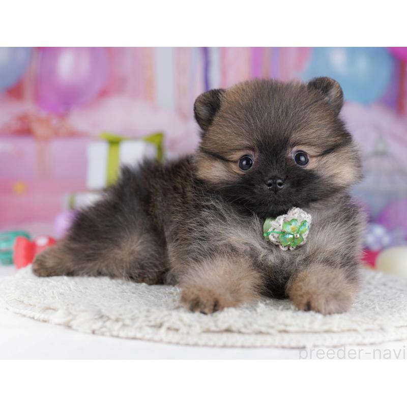 販売中の東京都のポメラニアン-429233の6枚目