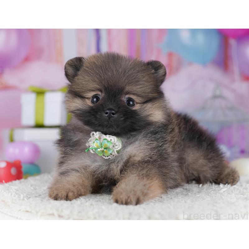 販売中の東京都のポメラニアン-429233の5枚目