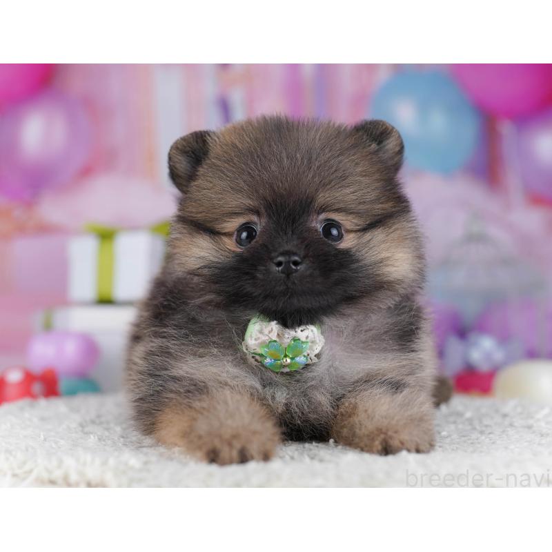 販売中の東京都のポメラニアン-429233の4枚目