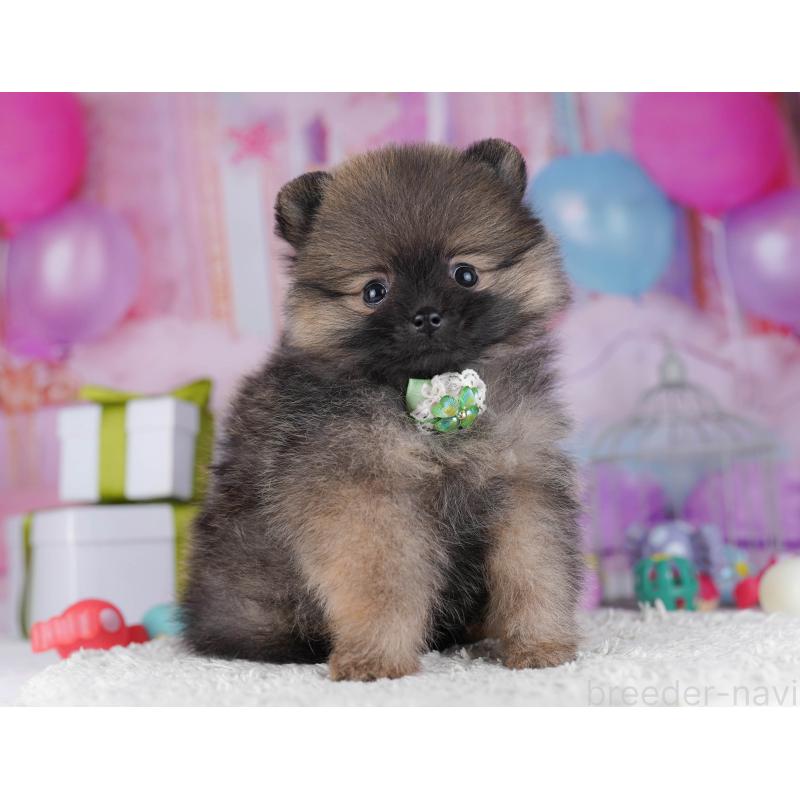 販売中の東京都のポメラニアン-429233の3枚目