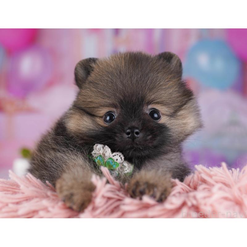 販売中の東京都のポメラニアン-429233の2枚目