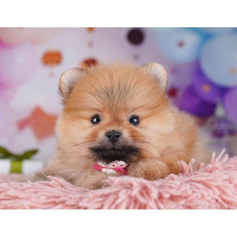 販売中の東京都のポメラニアン-429232