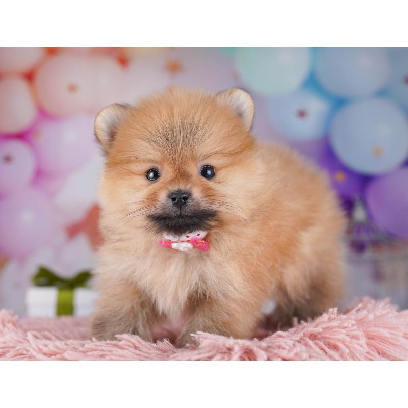 販売中の東京都のポメラニアン-429232の8枚目