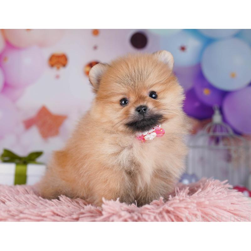 販売中の東京都のポメラニアン-429232の7枚目