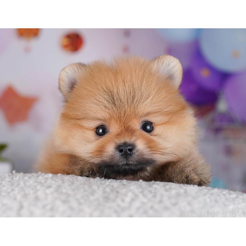 販売中の東京都のポメラニアン-429232の6枚目