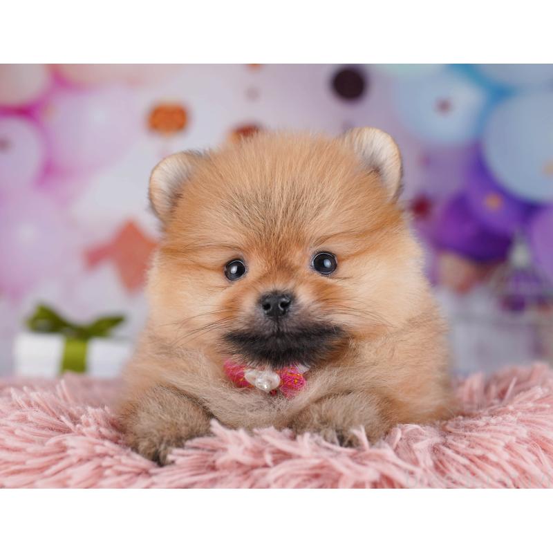 販売中の東京都のポメラニアン-429232の5枚目