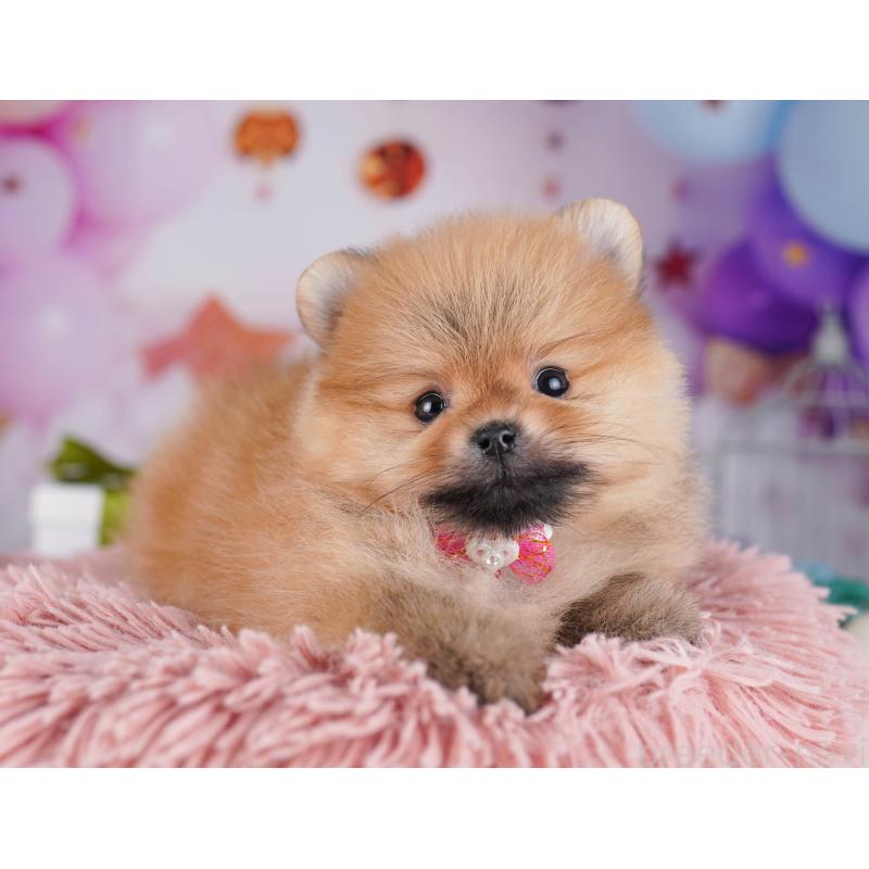 販売中の東京都のポメラニアン-429232の4枚目