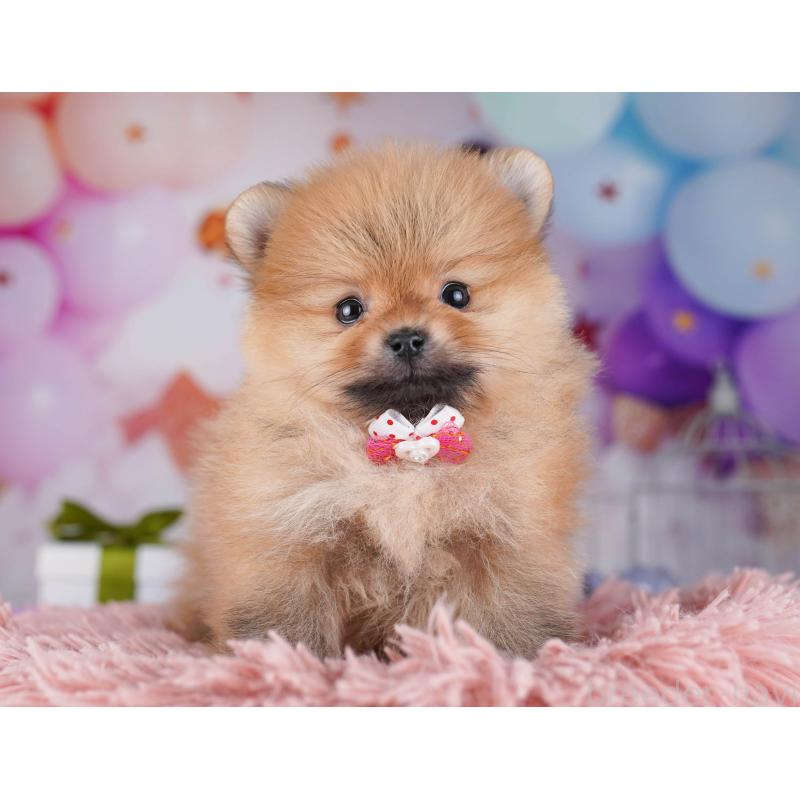 販売中の東京都のポメラニアン-429232の3枚目