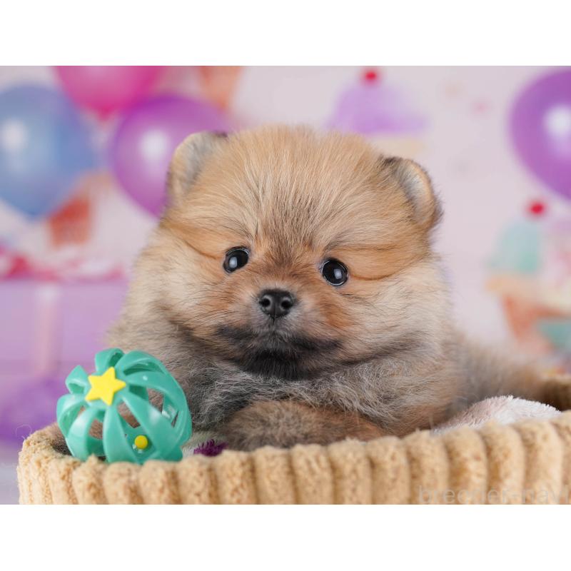 販売中の東京都のポメラニアン-429231