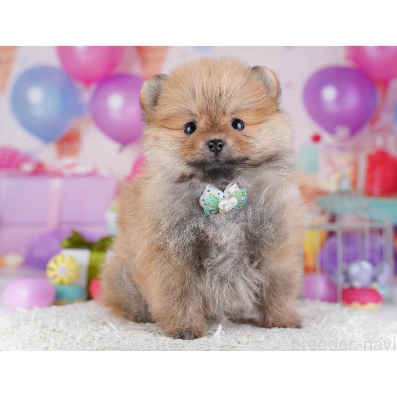 販売中の東京都のポメラニアン-429231の10枚目