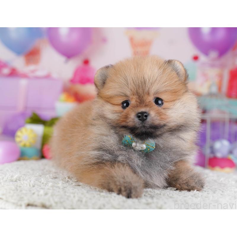販売中の東京都のポメラニアン-429231の9枚目