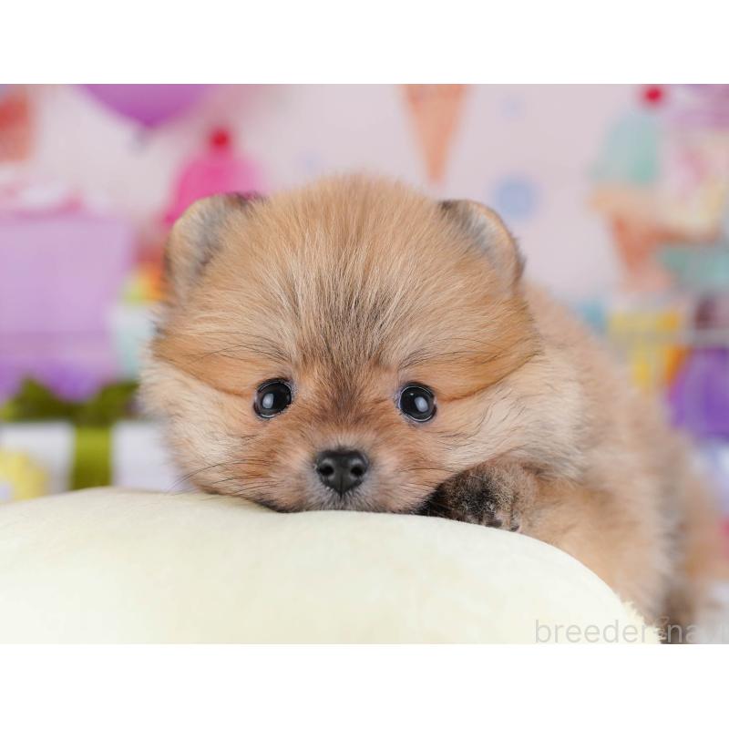 販売中の東京都のポメラニアン-429231の8枚目