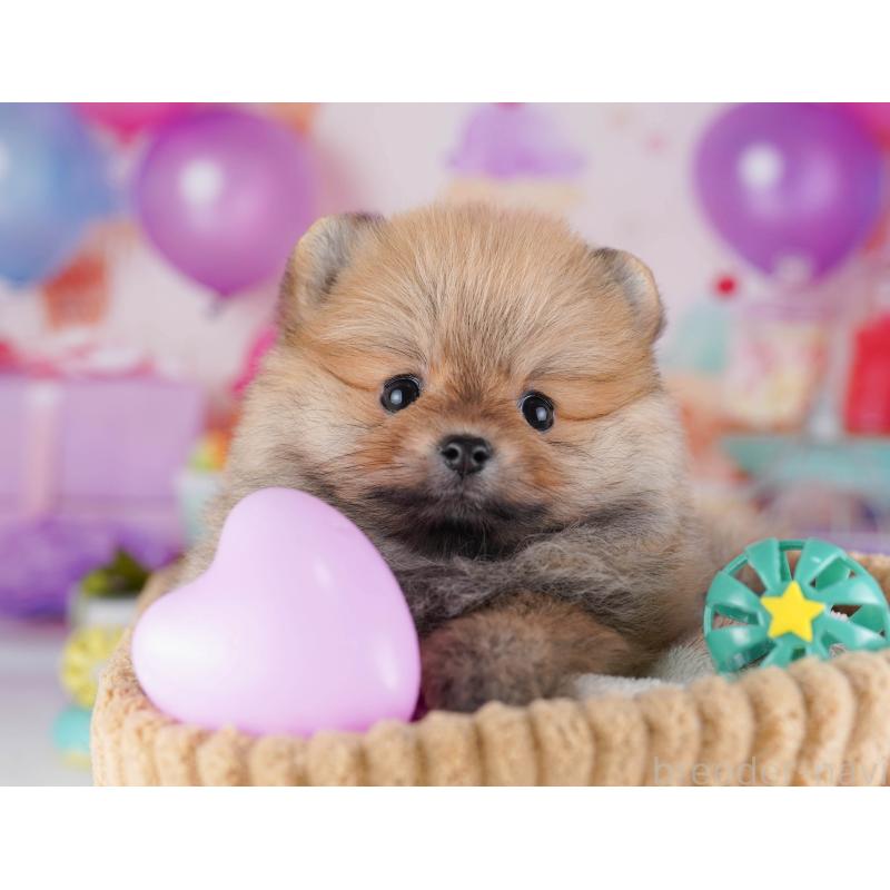 販売中の東京都のポメラニアン-429231の7枚目