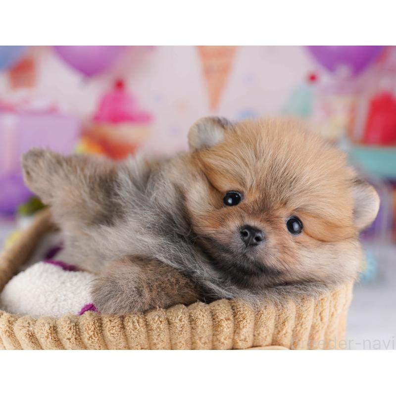 販売中の東京都のポメラニアン-429231の6枚目