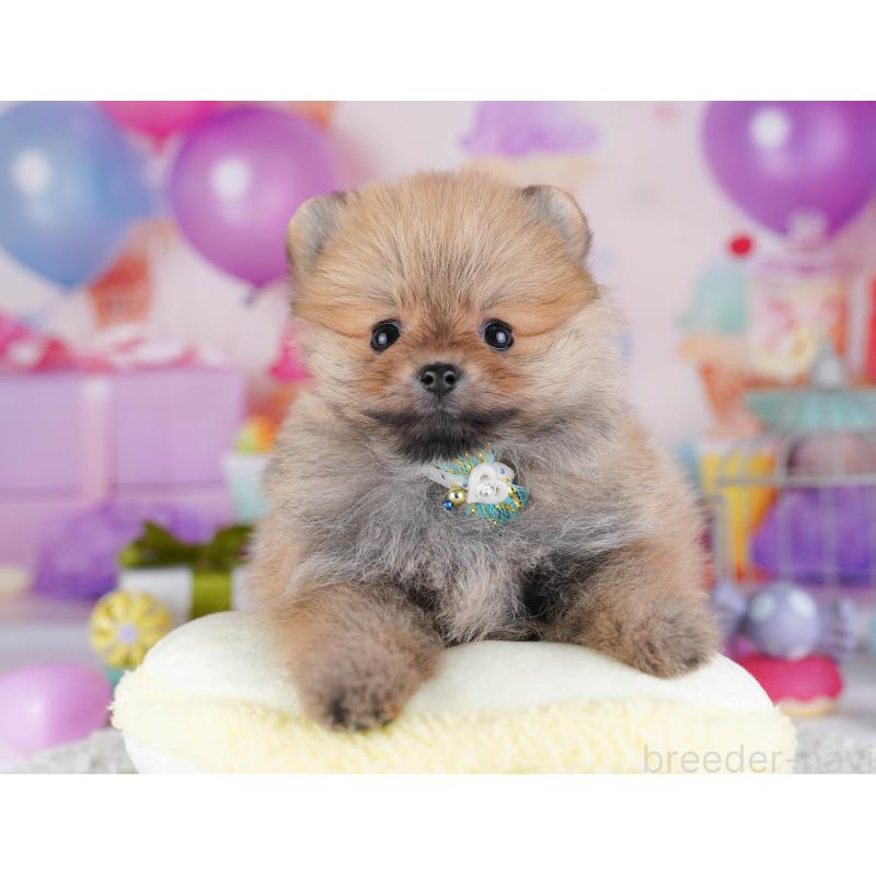 販売中の東京都のポメラニアン-429231の5枚目