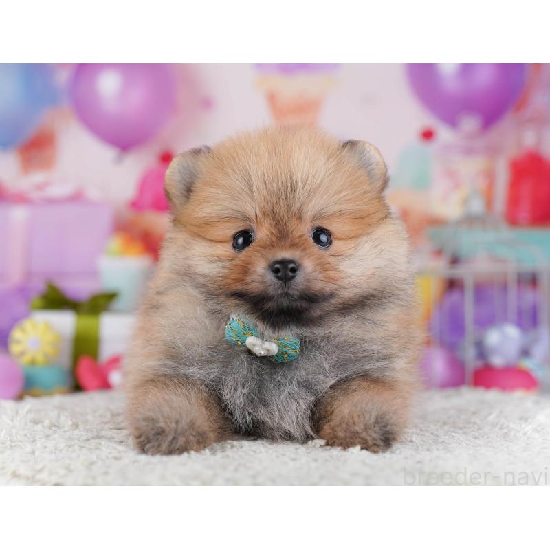 販売中の東京都のポメラニアン-429231の4枚目