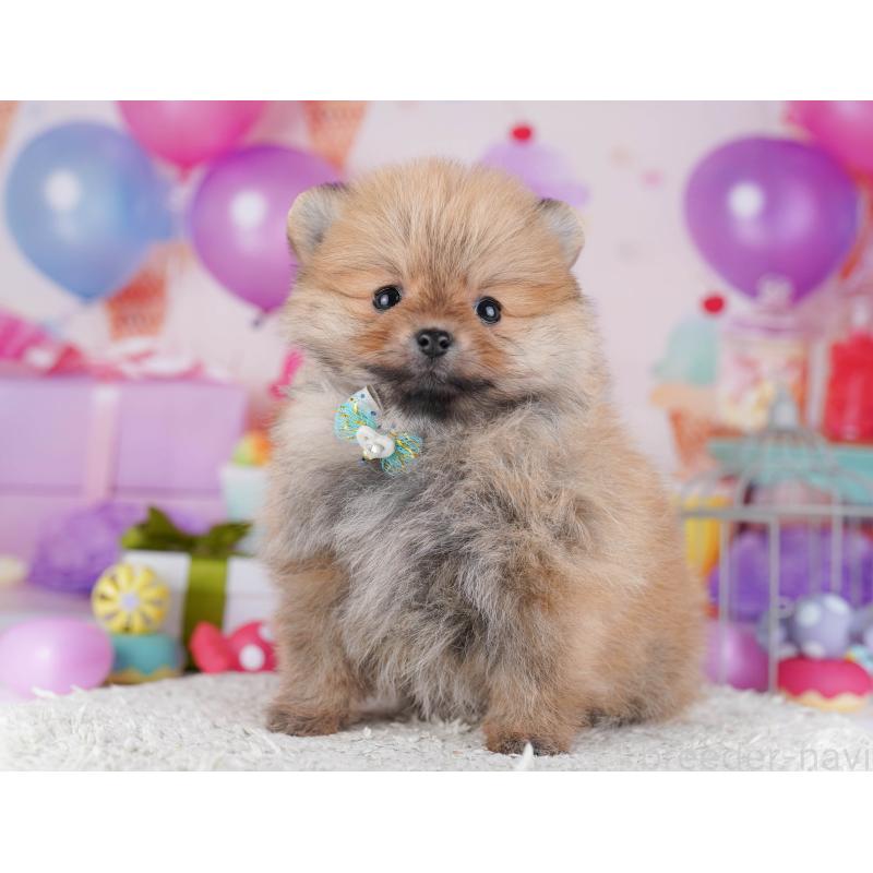 販売中の東京都のポメラニアン-429231の3枚目