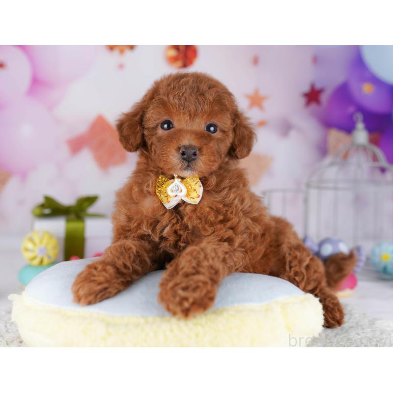 販売中の東京都のトイプードル-429230