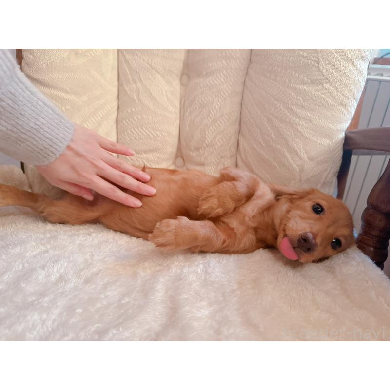 販売中の青森県のカニンヘンダックスフンド(ロングヘアード)-404923の7枚目