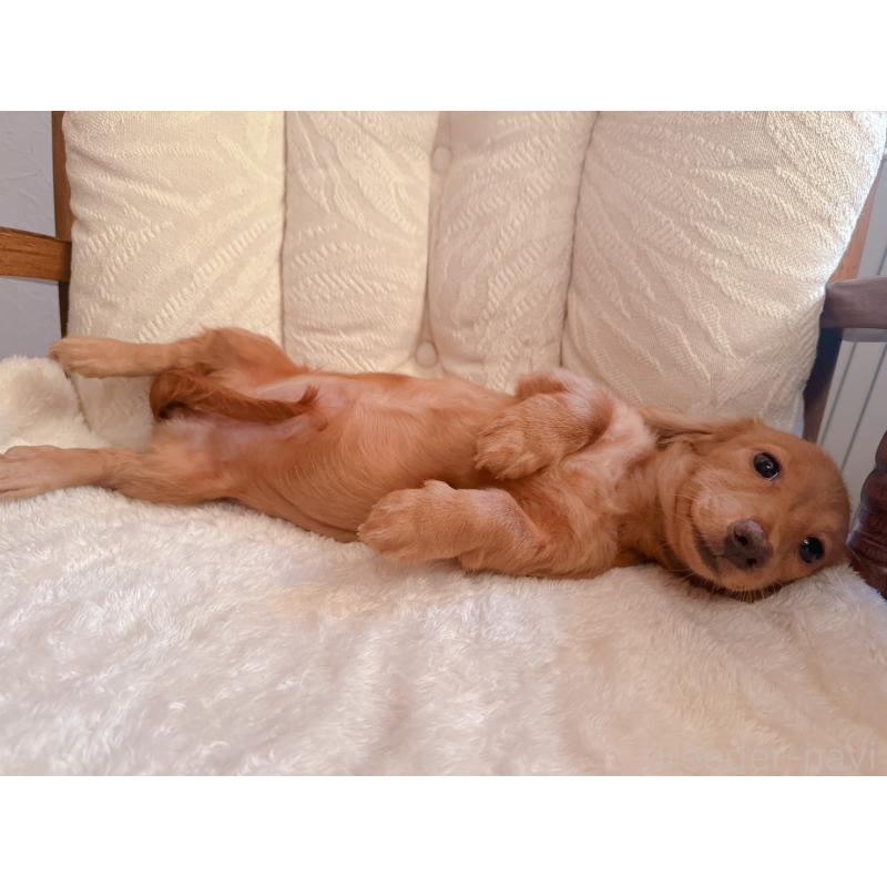 販売中の青森県のカニンヘンダックスフンド(ロングヘアード)-404923の6枚目