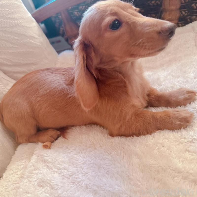 販売中の青森県のカニンヘンダックスフンド(ロングヘアード)-404923の5枚目