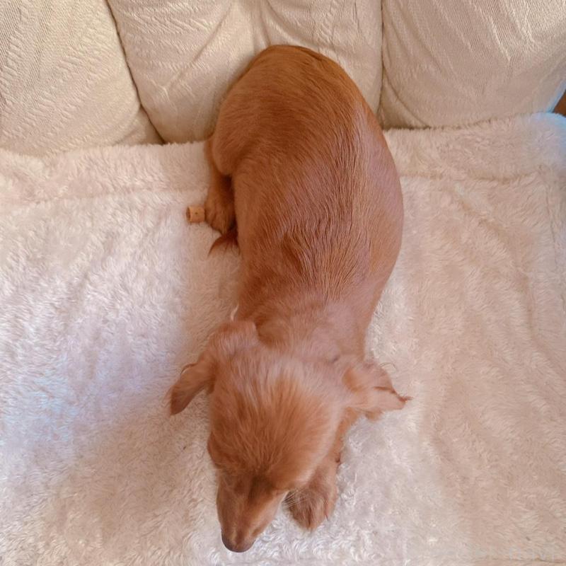 販売中の青森県のカニンヘンダックスフンド(ロングヘアード)-404923の4枚目