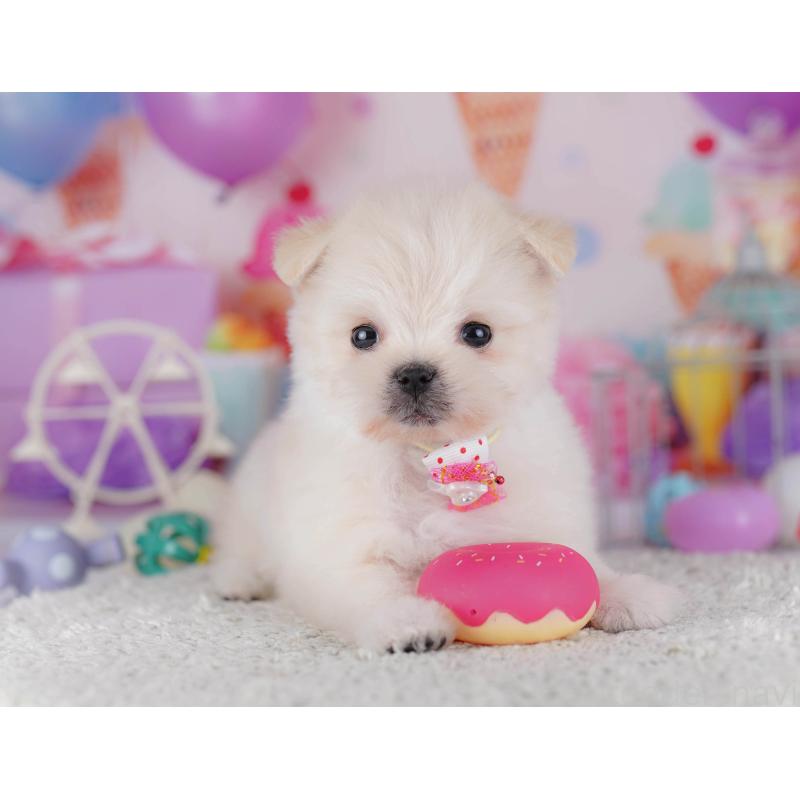 販売中の東京都のポメマル:ポメラニアン×マルチーズ-429229の11枚目