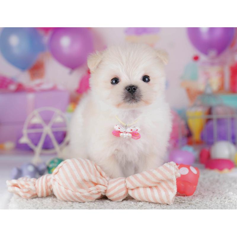 販売中の東京都のポメマル:ポメラニアン×マルチーズ-429229の10枚目