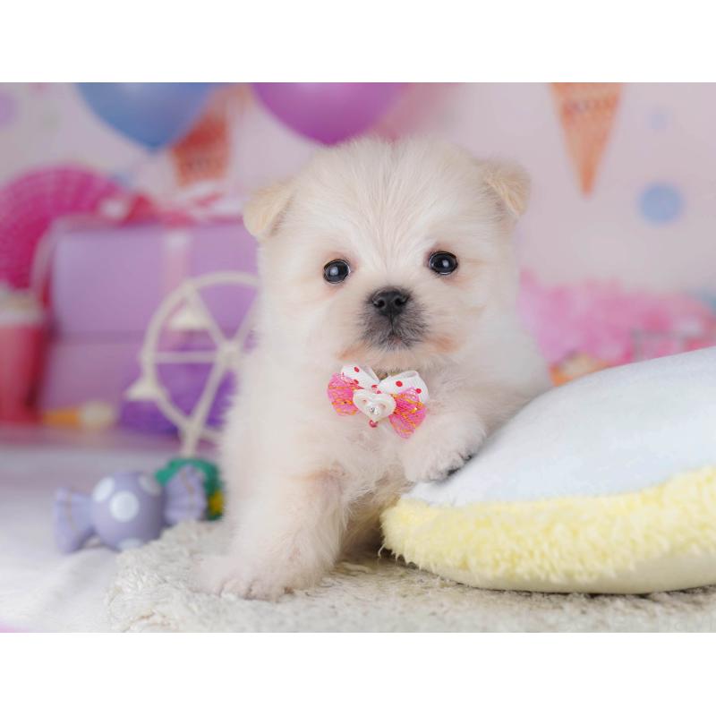 販売中の東京都のポメマル:ポメラニアン×マルチーズ-429229の9枚目