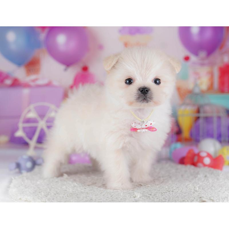 販売中の東京都のポメマル:ポメラニアン×マルチーズ-429229の8枚目