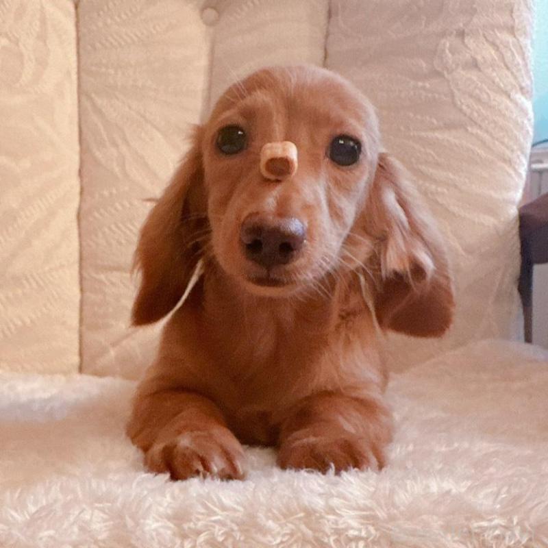 販売中の青森県のカニンヘンダックスフンド(ロングヘアード)-404923の3枚目