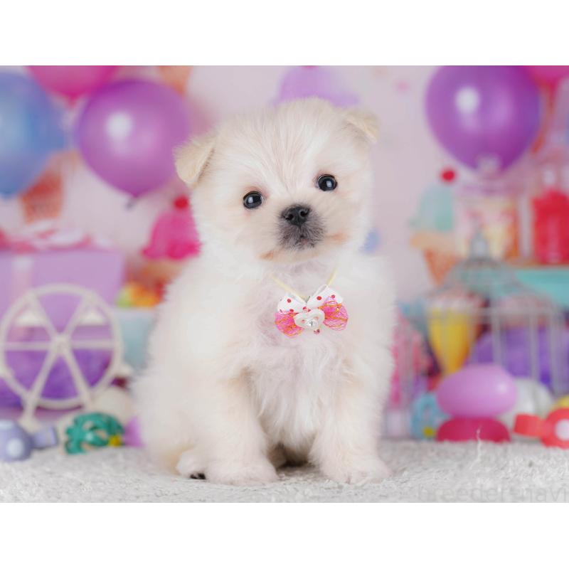 販売中の東京都のポメマル:ポメラニアン×マルチーズ-429229の7枚目