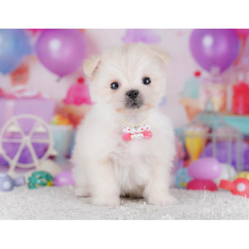 販売中の東京都のポメマル:ポメラニアン×マルチーズ-429229の6枚目