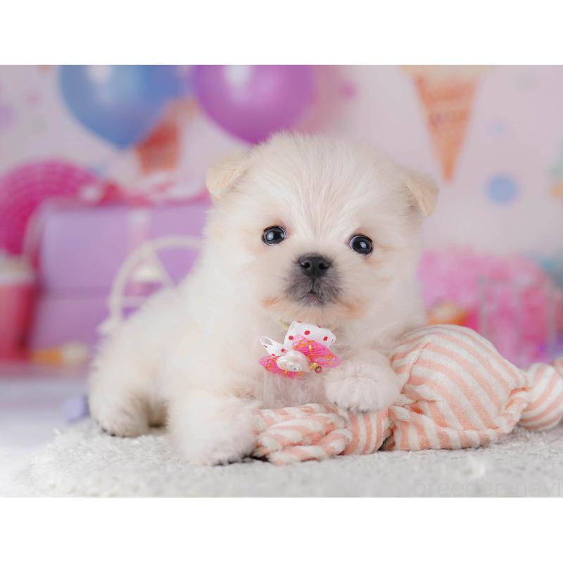 販売中の東京都のポメマル:ポメラニアン×マルチーズ-429229の5枚目