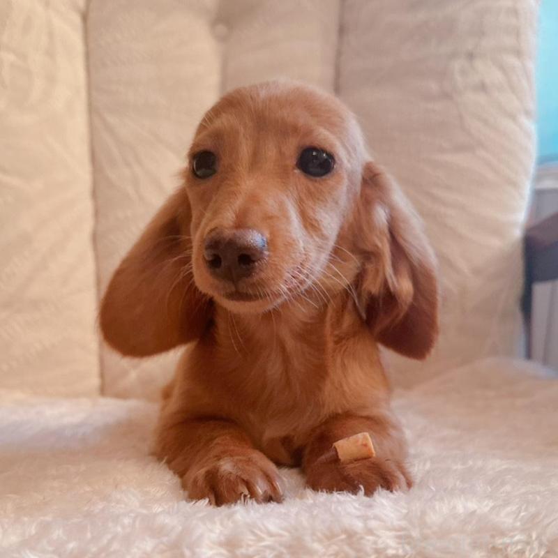 販売中の青森県のカニンヘンダックスフンド(ロングヘアード)-404923の2枚目