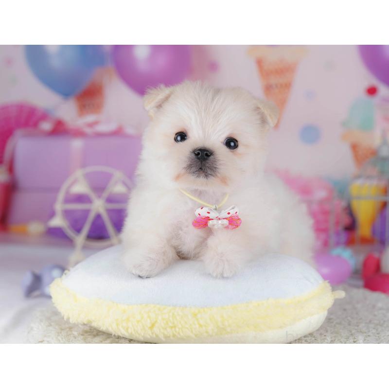 販売中の東京都のポメマル:ポメラニアン×マルチーズ-429229の4枚目