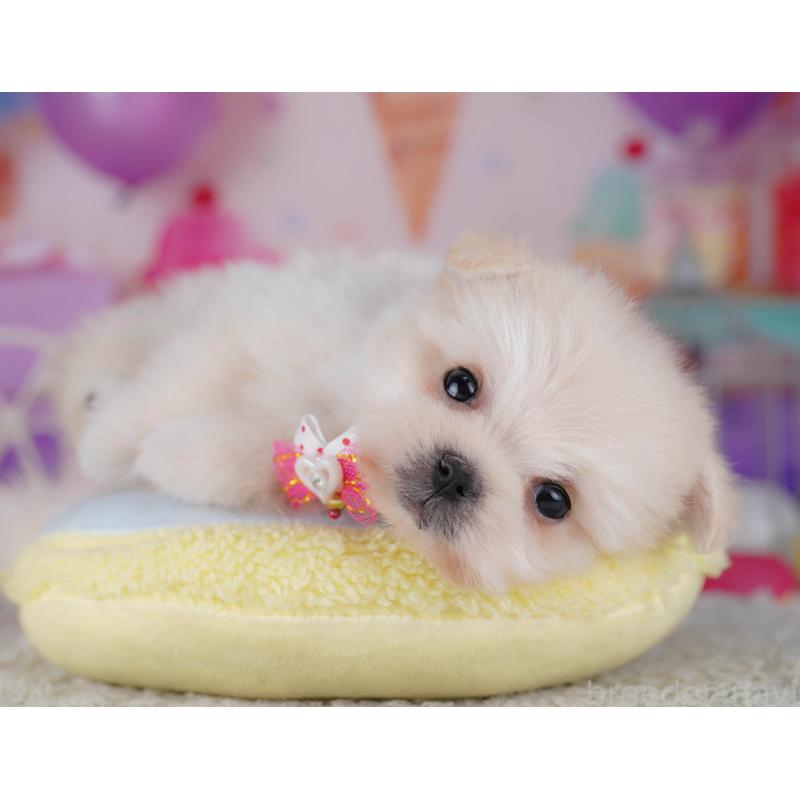 販売中の東京都のポメマル:ポメラニアン×マルチーズ-429229の3枚目