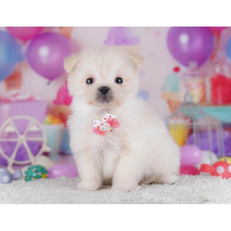 販売中の東京都のポメマル:ポメラニアン×マルチーズ-429229の2枚目