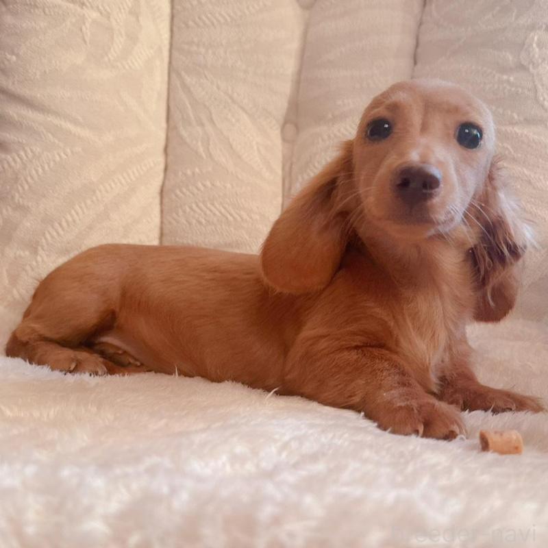 販売中の青森県のカニンヘンダックスフンド(ロングヘアード)-404923の1枚目